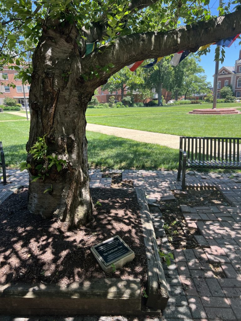 Howard University's Caribbean Tree